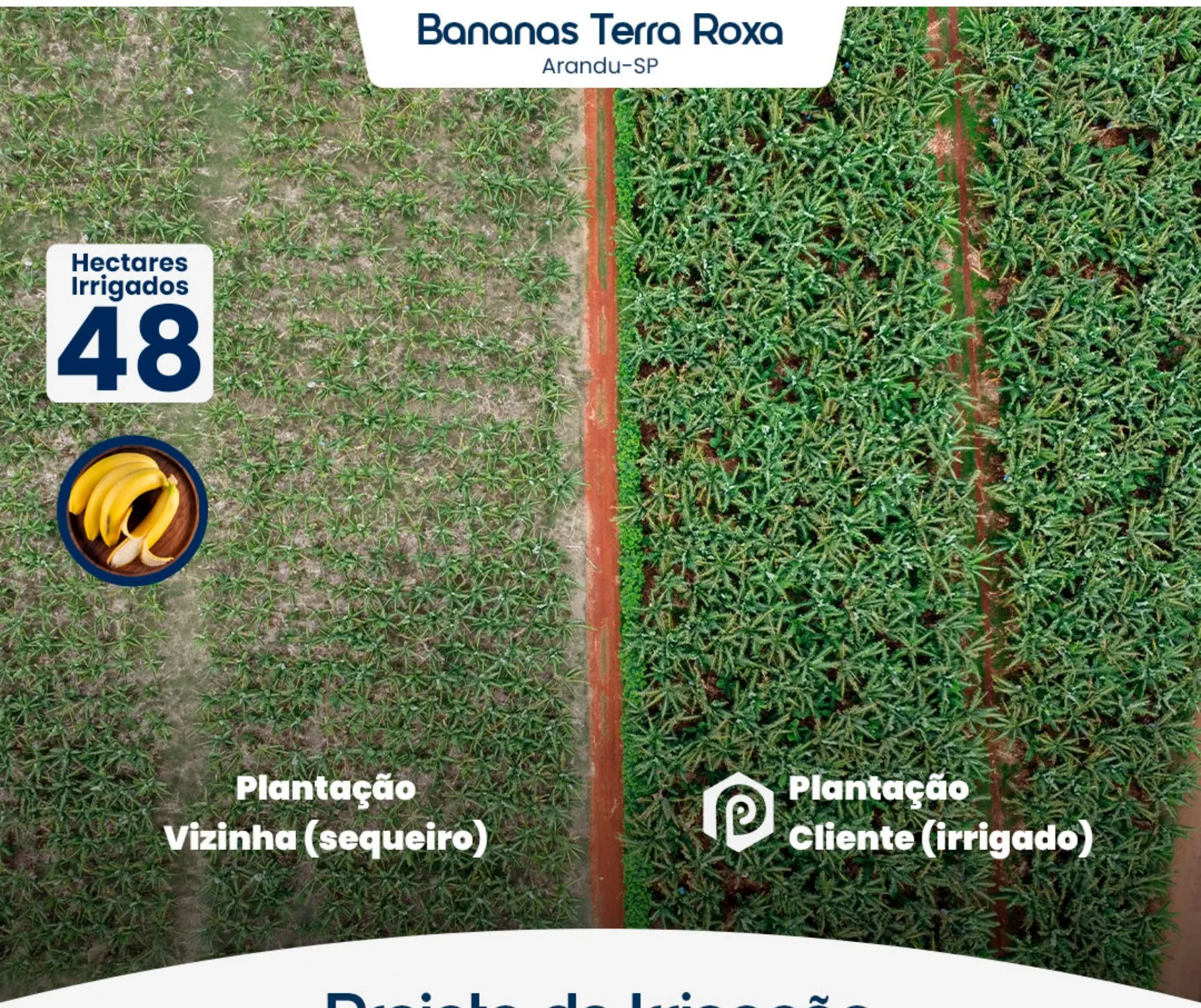 Bananas Terra Roxa — Arandu-SP