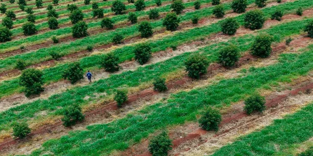 Vista do pomar do projeto Fazenda São Marcos, em Sarutaiá, SP