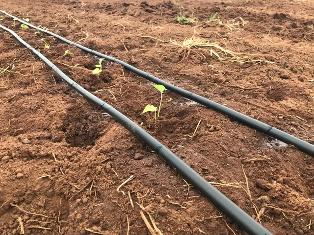Sistema de gotejamento no acervo da Perin Irrigação
