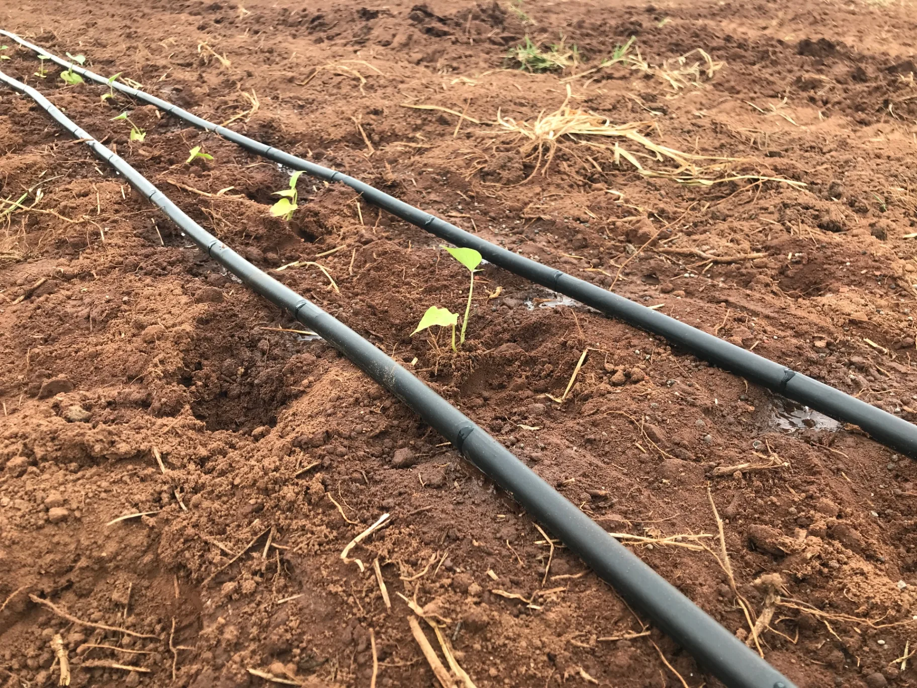Sistema de irrigação por gotejamento instalado pela Perin