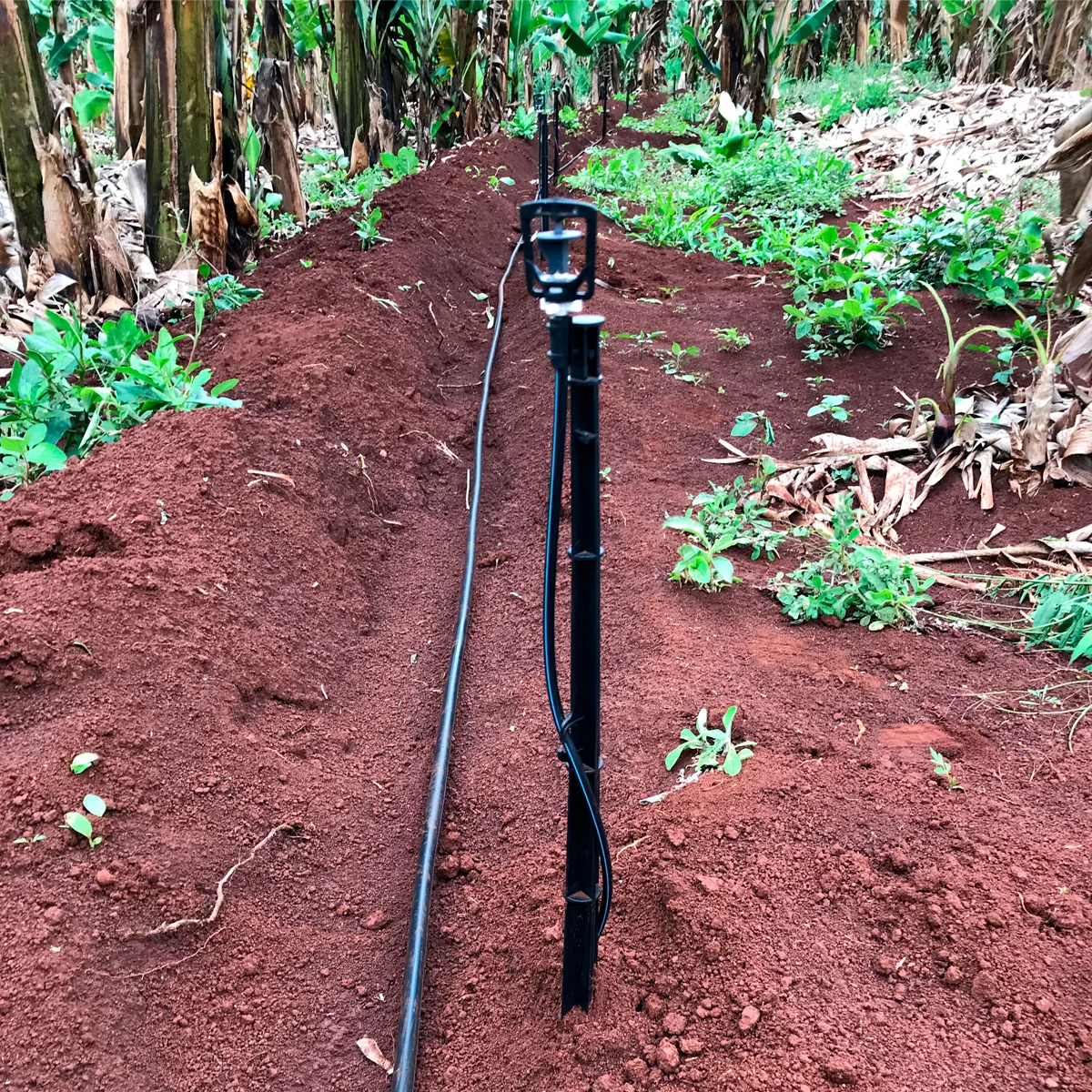 Sistema de irrigação por microaspersão instalado pela Perin